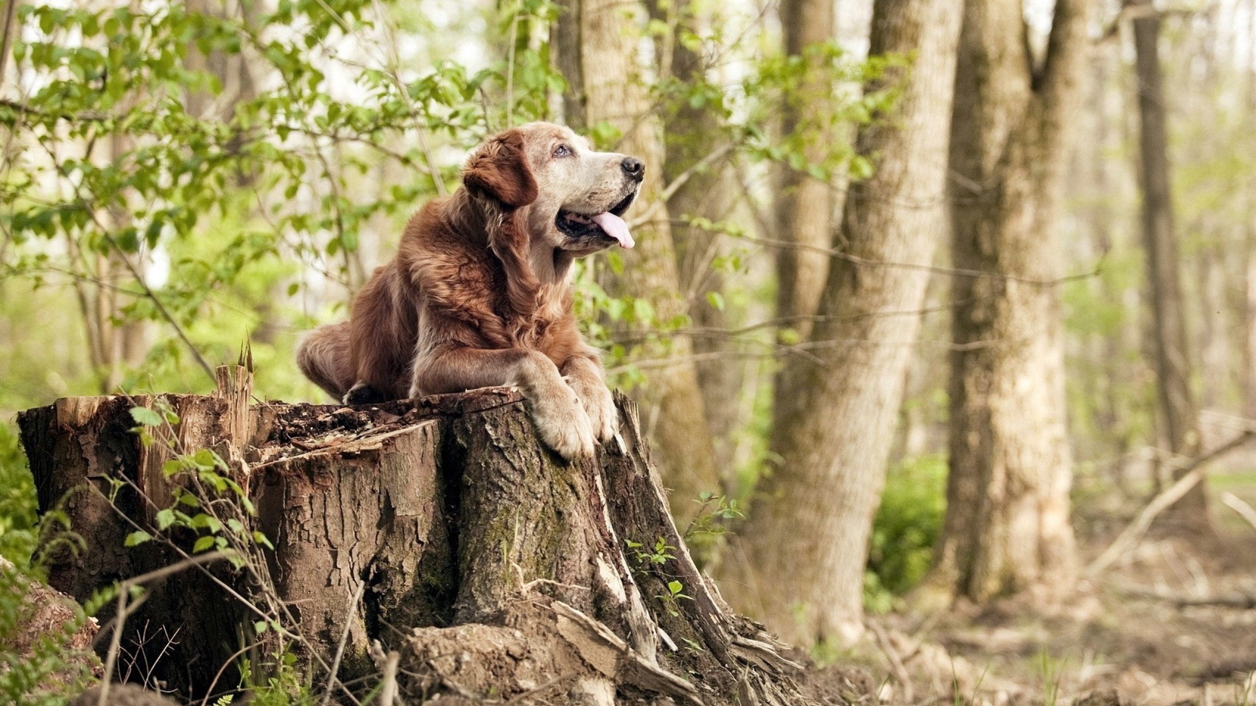德甲防守战术转变对定位球防守效果的影响分析，德国足球防守大师