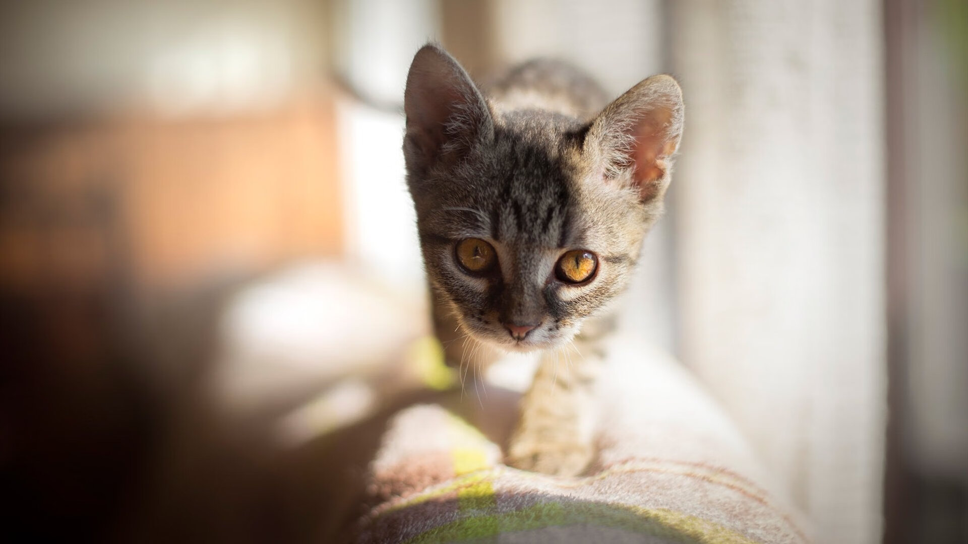 校园体育场馆节能管理技术应用研究，体育场馆节能降耗举措
