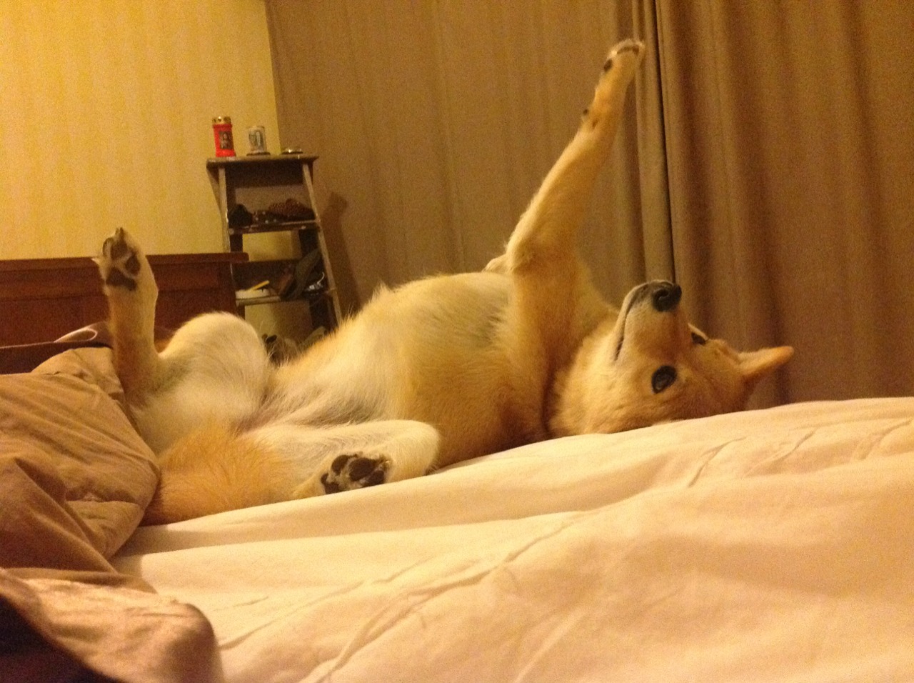 篮球运动员职业生涯管理与转型研究,篮球职业化程度