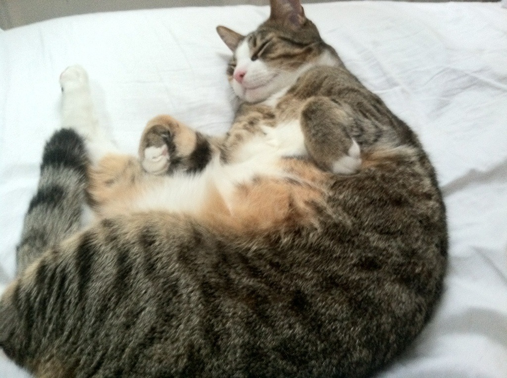 爱游戏智能体验-西甲裁判语义识别系统提升判罚准确性的实证研究，西甲裁判数据