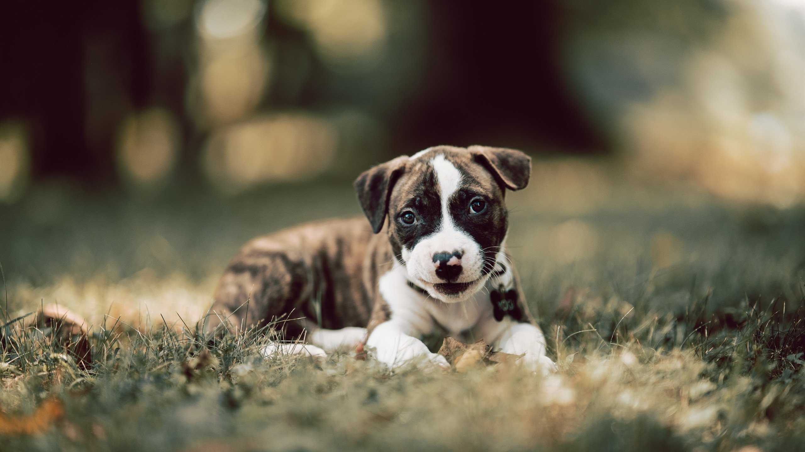 西甲裁判语义识别技术提升关键判罚准确率,西甲足球裁判