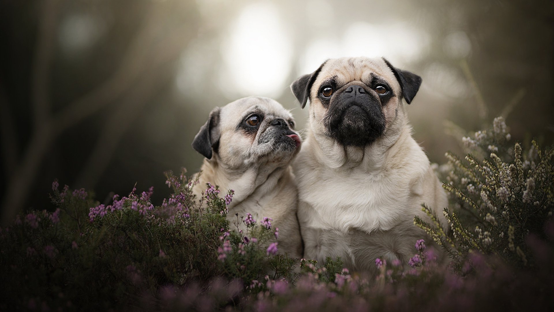 中国三人篮球女队展现卓越防守能力，中国三人篮球女篮