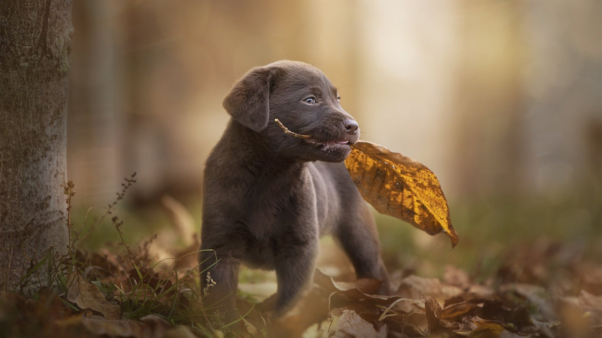 博卡青年反击犀利，打出经典南美节奏，博卡青年对竞技的比分预测