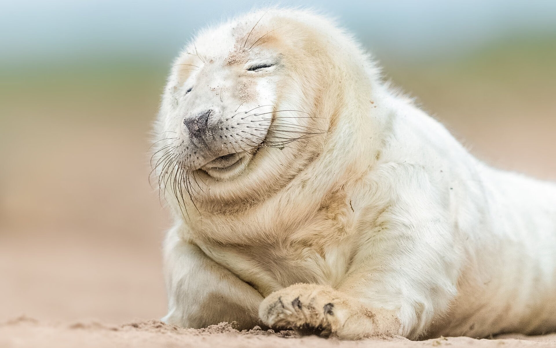 国内俱乐部冲击阿拉伯级别赛事提高曝光度,阿拉伯杯2021外围