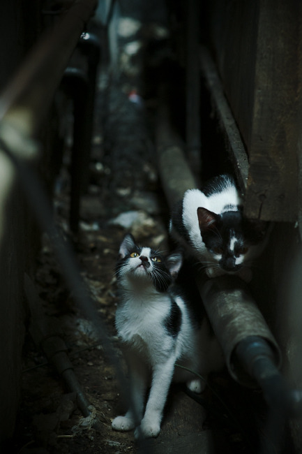 国家男篮提高罚球命中率作为备战重点，现役cba罚篮命中率排行榜